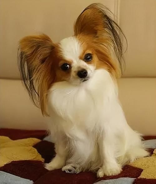 蝴蝶犬能长多大(它是不是那种特别小的狗狗)