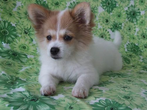 蝴蝶犬能长多大(它是不是那种特别小的狗狗)