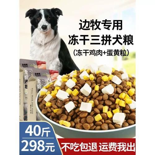 边境牧羊犬吃什么(吃什么才能肠胃好)