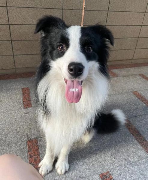 边境牧羊犬性格(会不会很粘人)