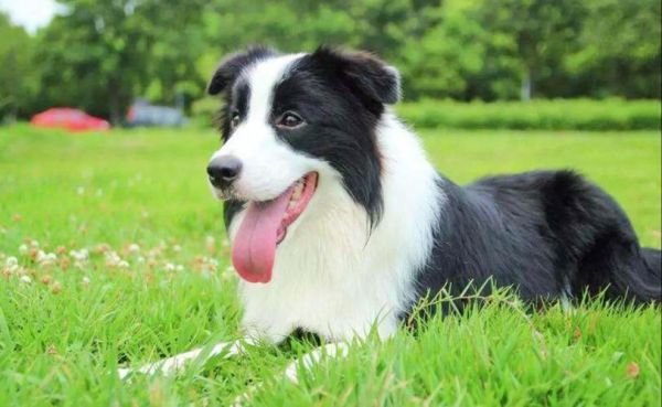 边境牧羊犬的图片(它们真的不适合当警犬吗)