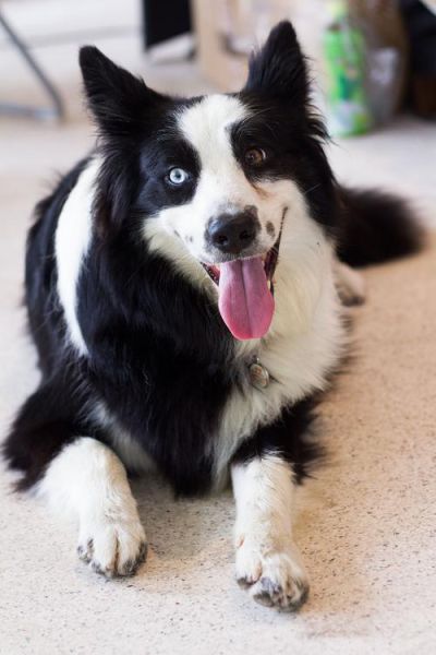 边境牧羊犬的图片(它们真的不适合当警犬吗)