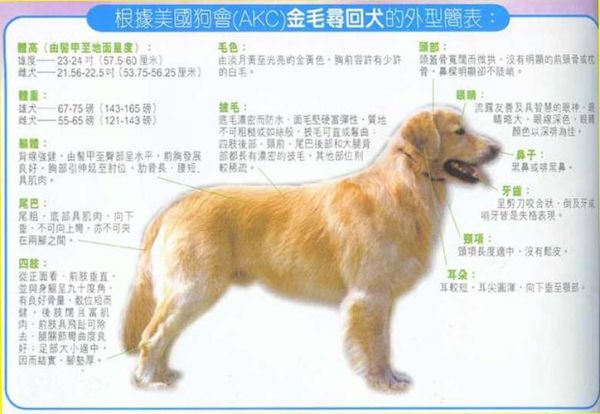 金毛狗多少钱(怎么挑选性价比高的)