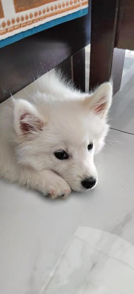 银狐犬和萨摩的区别(哪种狗狗体型更大)