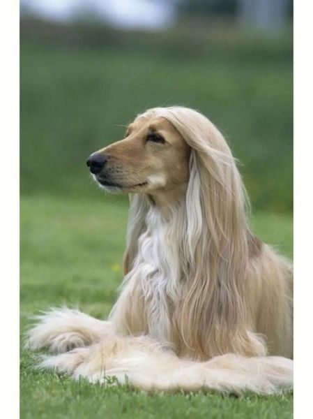 阿富汗犬价格(买一只纯种的要多少钱)