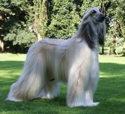 阿富汗犬价格(买一只纯种的要多少钱)