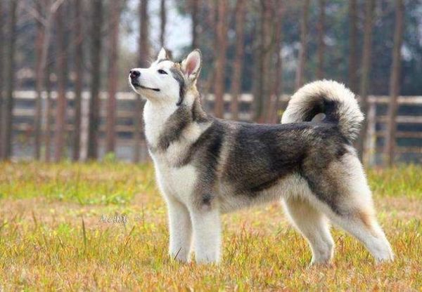阿拉斯加雪橇犬吃什么(要吃多少合适)