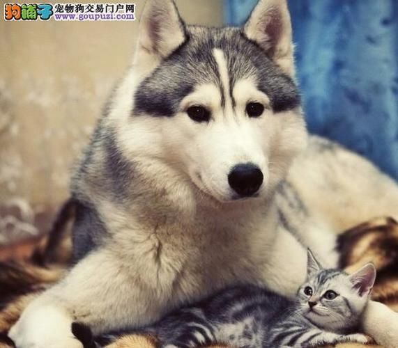雪橇犬和哈士奇(谁更适合当你的毛茸茸的伙伴)
