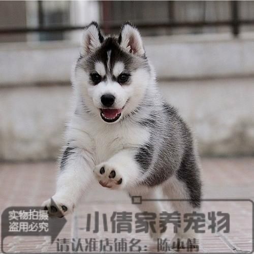 雪橇犬和哈士奇(谁更适合当你的毛茸茸的伙伴)