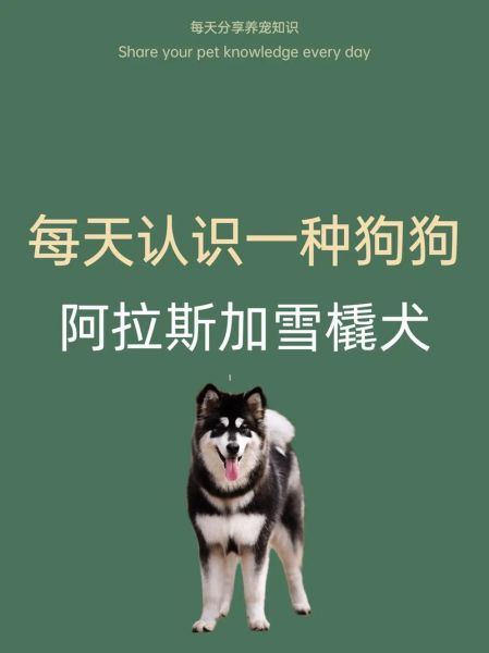 雪橇犬有几种(还有哪些成员)