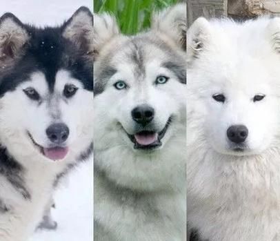 雪橇犬有几种(还有哪些成员)