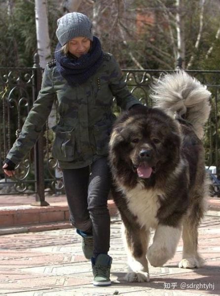 高加索山犬( 它真的适合在城市里生活吗)