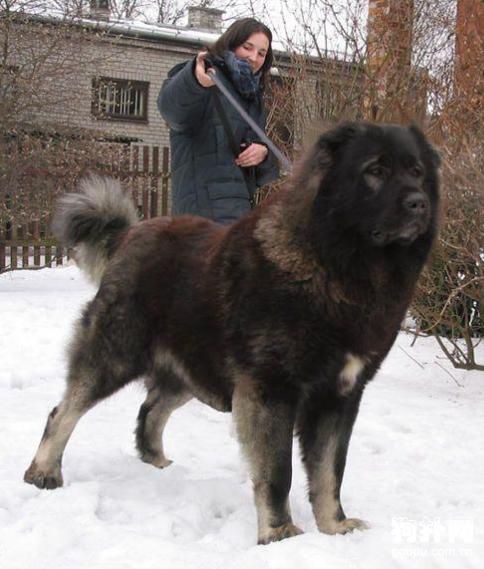 高加索山犬( 它真的适合在城市里生活吗)