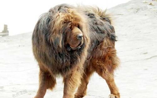 高加索犬vs藏獒(谁才是真正的犬中之王)