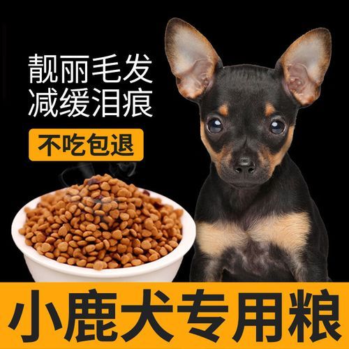 鹿犬和吉娃娃(养起来哪个更省钱)