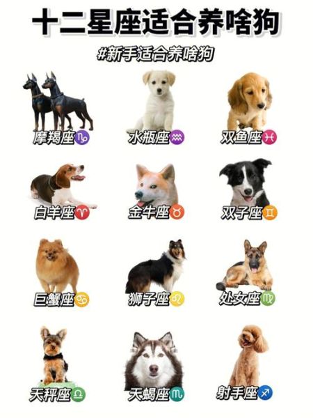12星座专属宠物(看看12星座专属宠物都是什么)