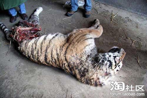 3年养死500动物(还是制度问题)
