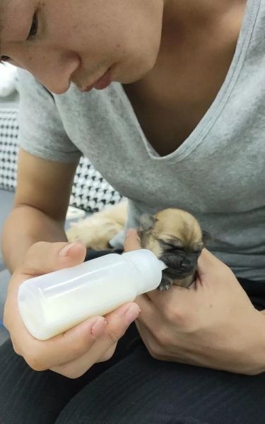 90后小妹挤奶喂小狗(90后小妹是真爱还是作秀)
