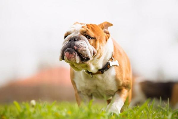 bulldog(它们需要特别照顾吗)