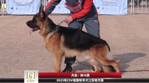 csv德国牧羊犬俱乐部(CSV是你的首选吗)