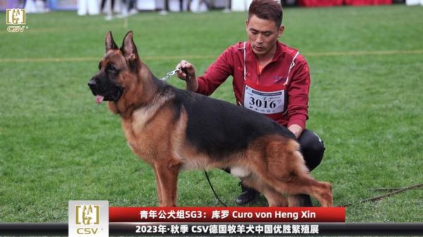 csv德国牧羊犬俱乐部(CSV是你的首选吗)