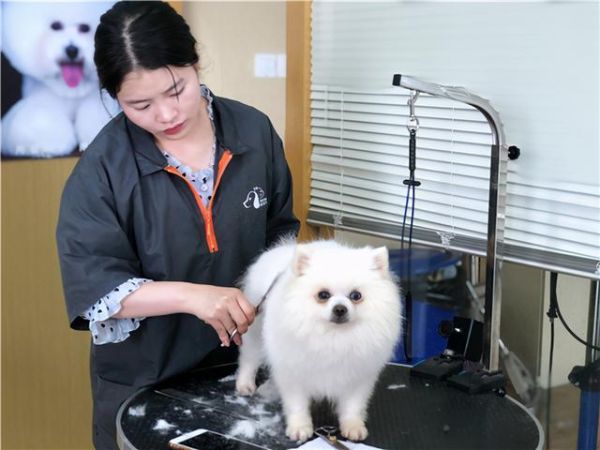 c级宠物美容师( 学习时间长吗)