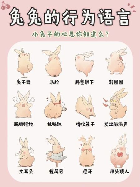 flemish giant(它们和普通兔子有什么区别)