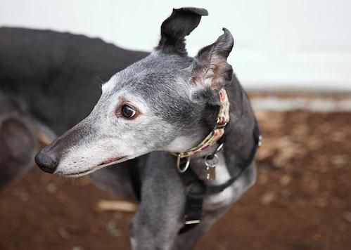 greyhound(它们可是古老的犬种之一呢)