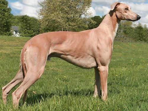 greyhound(它们可是古老的犬种之一呢)