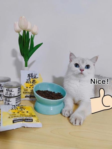 ramical(我家猫咪会喜欢吗)