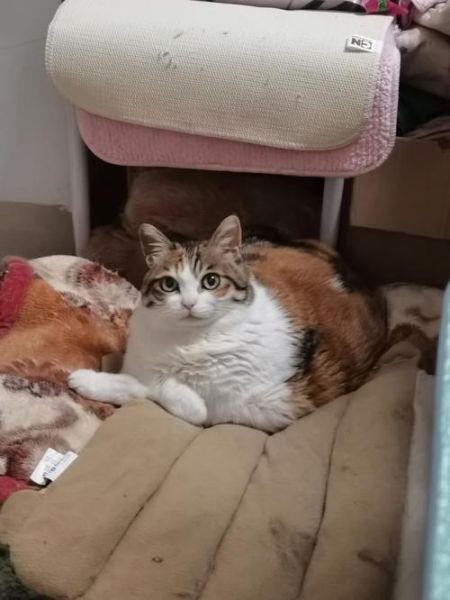 ramical(我家猫咪会喜欢吗)