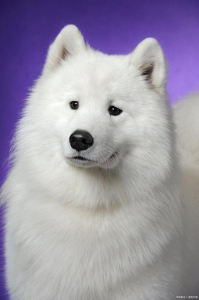 samoye(到底是什么原因造成的呢)
