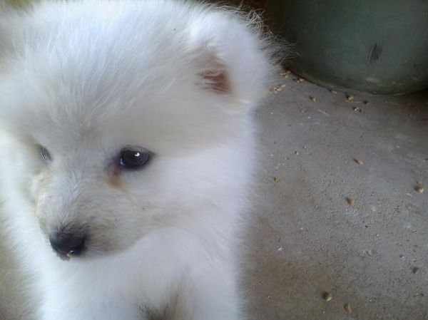 samoye(到底是什么原因造成的呢)