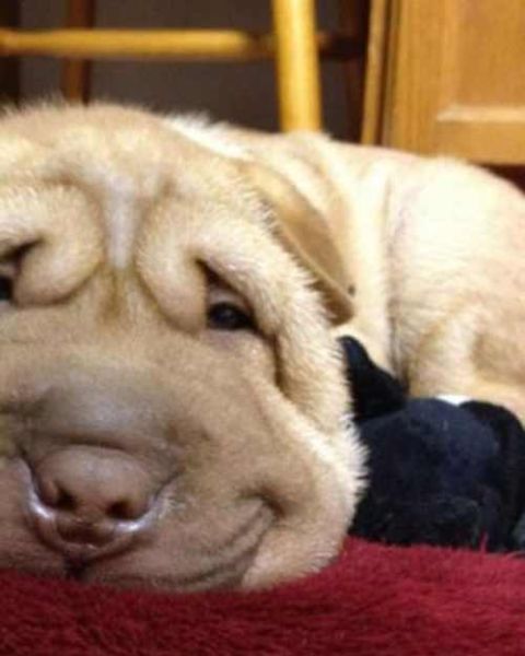 smile dog.jpg(它到底想表达什么)