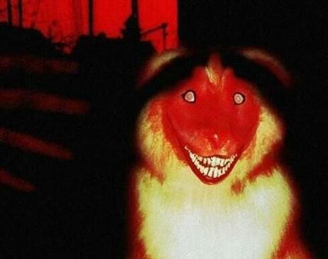 smile dog.jpg(它到底想表达什么)