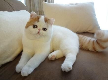 snoopy 猫( 它到底是怎么火起来的)
