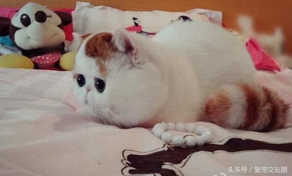 snoopy猫(它真的像动画片里那么好养吗)