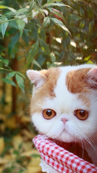 一只叫snoopy的萌猫(它是怎么火的)
