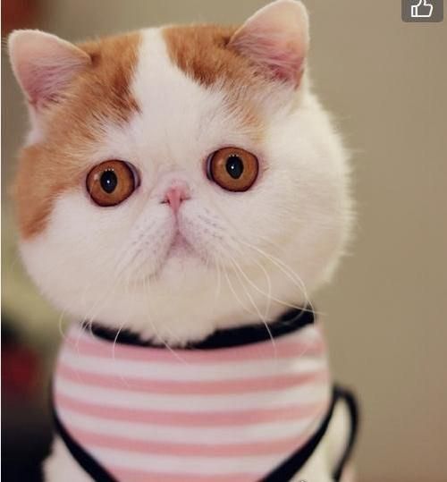 一只叫snoopy的萌猫(它是怎么火的)
