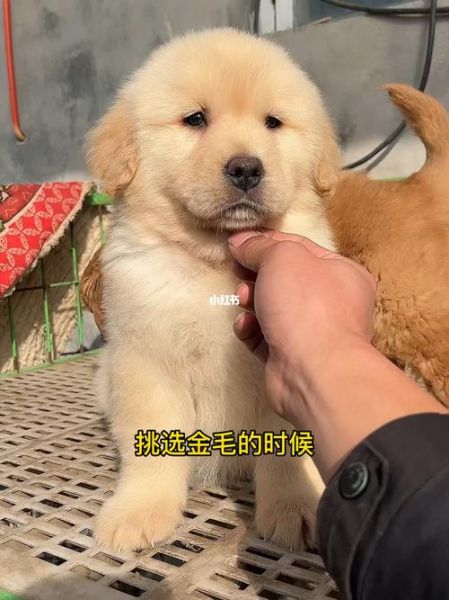 一只纯种金毛多少钱( 怎么才能买到性价比高的)