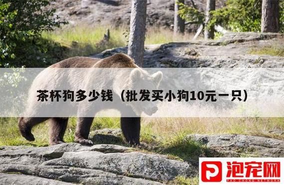 一只茶杯犬多少元(一只要多少钱)