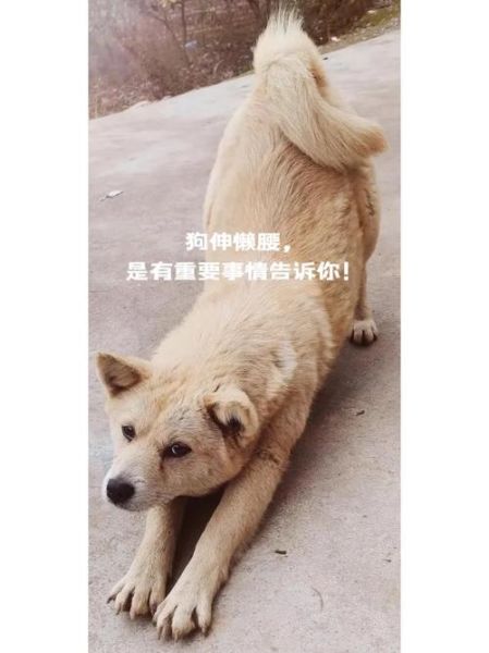 一回家狗狗就要上我(还是它在告诉你有什么事情发生了)