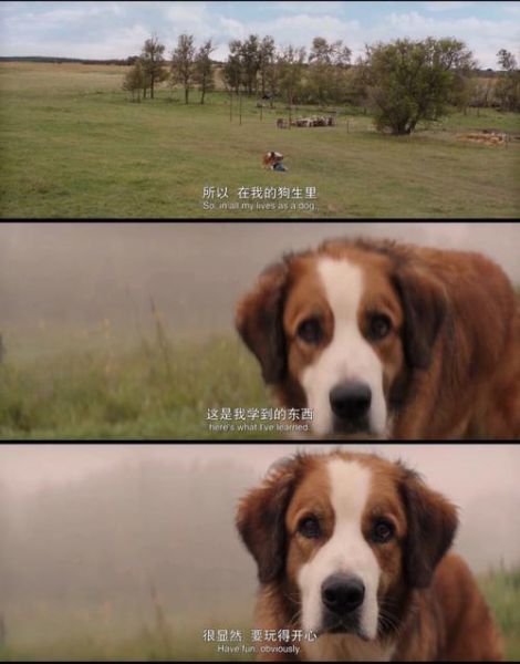一条狗的故事(它到底经历了什么)