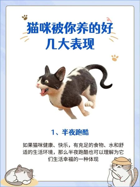一起养猫咪( 找个朋友一起分摊开销吧)