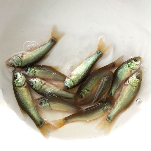 丁鱼岁( 真的能治病吗)