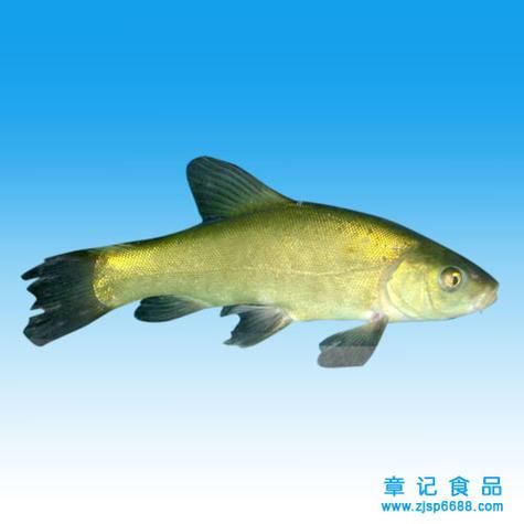 丁鱼岁( 真的能治病吗)