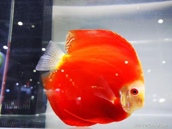七彩神仙鱼(养七彩神仙鱼有哪些技巧)