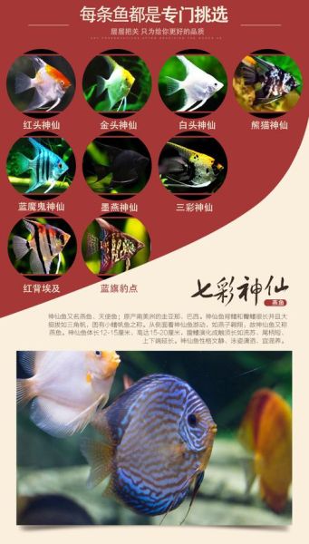 七彩神仙鱼价格(七彩神仙鱼价格也便宜吗)