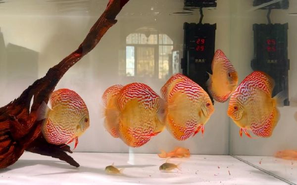 七彩神仙鱼论坛(鱼友们都在聊什么)