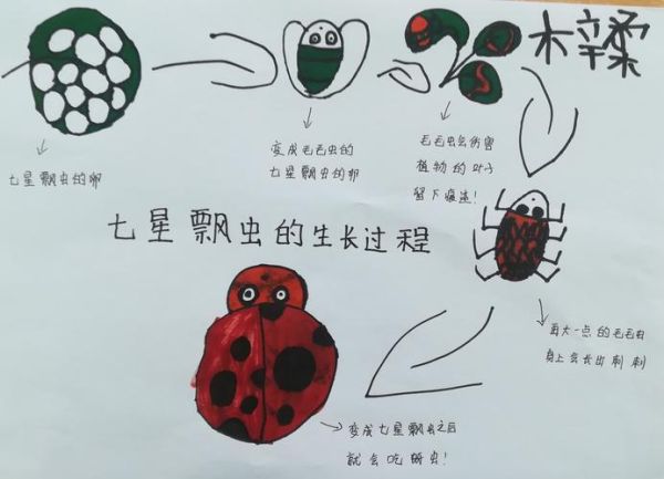 七星瓢虫吃什么(它们是怎样消灭害虫的)